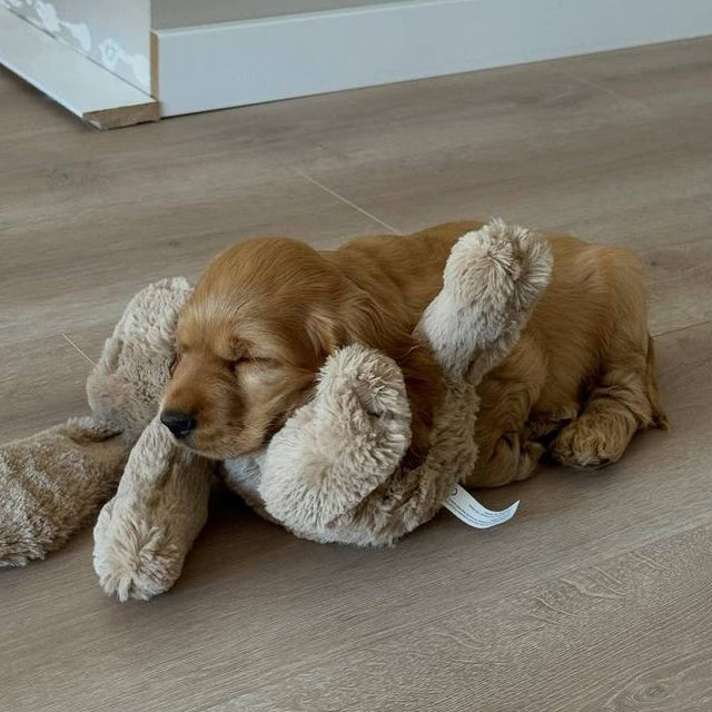 Dog Toys