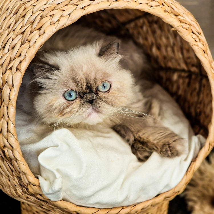 Litter Box