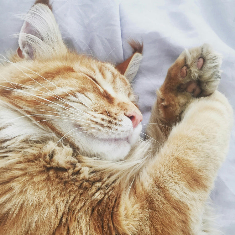 Scratchers